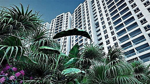 Urban Oasis